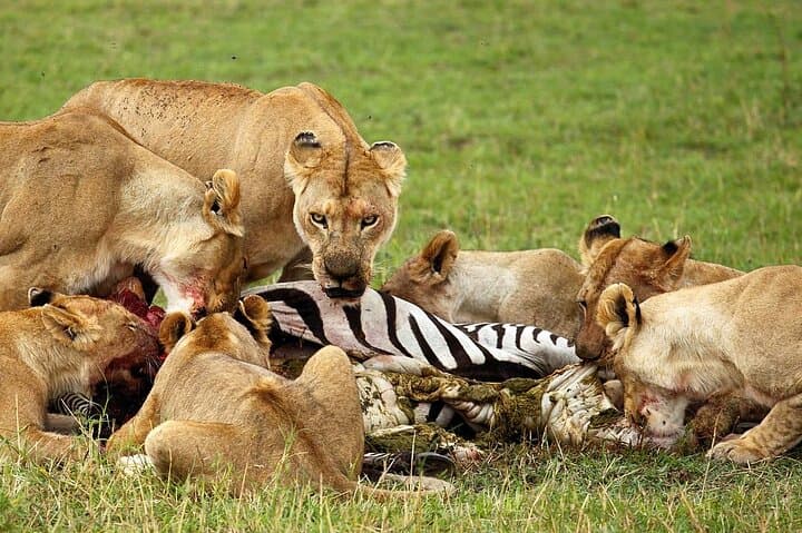 3-Day Serengeti & Ngorongoro Small-Group Safari — Game Drives and Camping photo 4