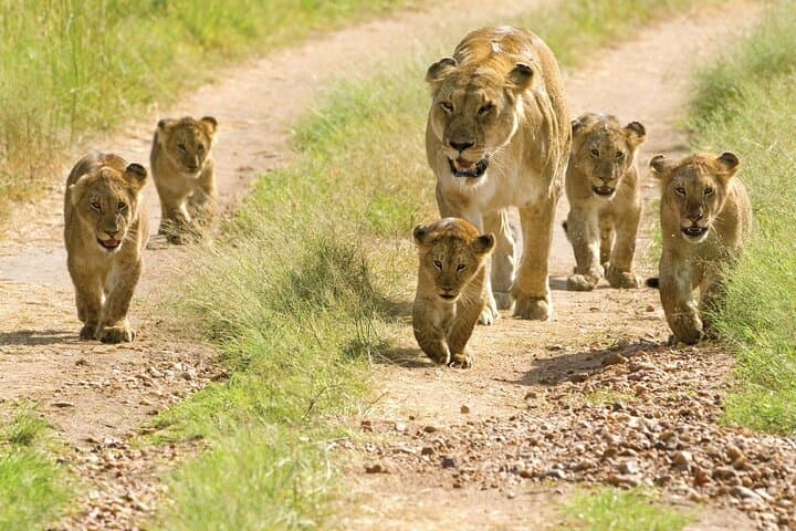 3-Day Serengeti & Ngorongoro Small-Group Safari — Game Drives and Camping photo 5