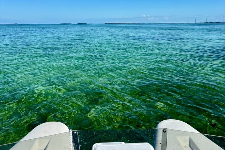Key West Mini Catamaran Eco Tour: 2-Hour Backcountry Adventure photo 6