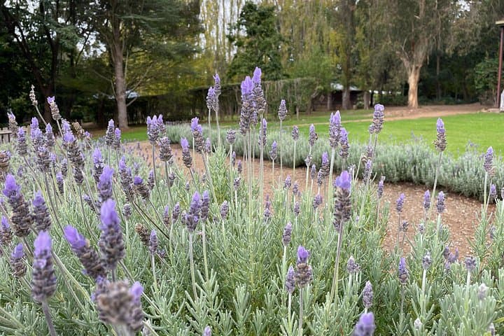 Explore Ashcombe Maze & Lavender Gardens — Australia's Largest Hedge Maze on the Mornington Peninsula photo 4