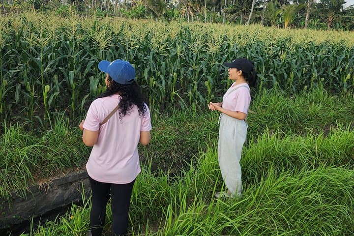 Morning Walk Through Ubud's Sacred Rice Fields: Sunrise, Farming & Village Culture photo 2
