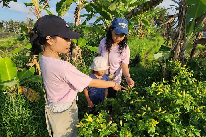 Morning Walk Through Ubud's Sacred Rice Fields: Sunrise, Farming & Village Culture photo 3