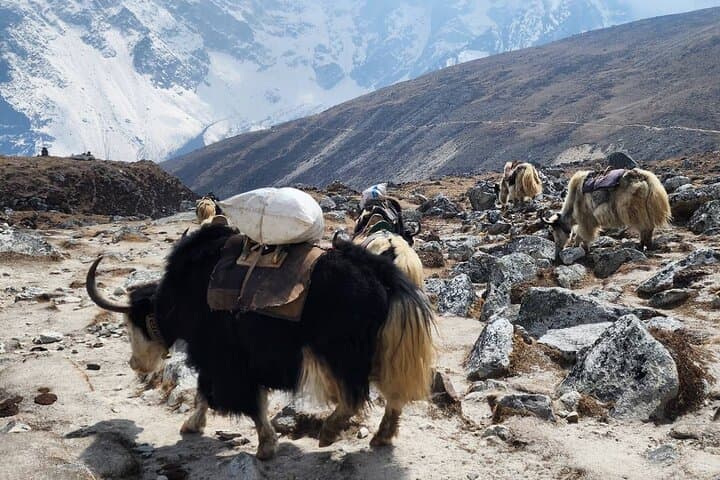 Everest Base Camp Trek: 12-Day Guided Trek from Kathmandu