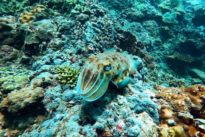 Phuket Scuba Diving — Maiton & Racha Islands Small-Group Dives for All Levels photo 6