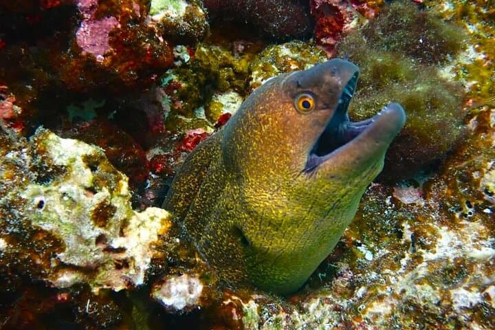 Half-Day Scuba at Maiton Private Island: Small-Group Dives from Phuket photo 5