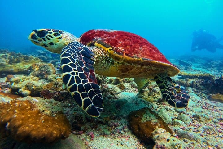 Phuket Scuba Diving — Maiton & Racha Islands Small-Group Dives for All Levels photo 2