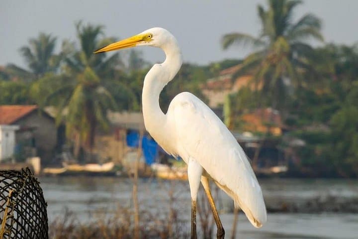 Muthurajawela Bird Watching Day Tour: Marsh Boat Safari from Colombo & Negombo photo 3