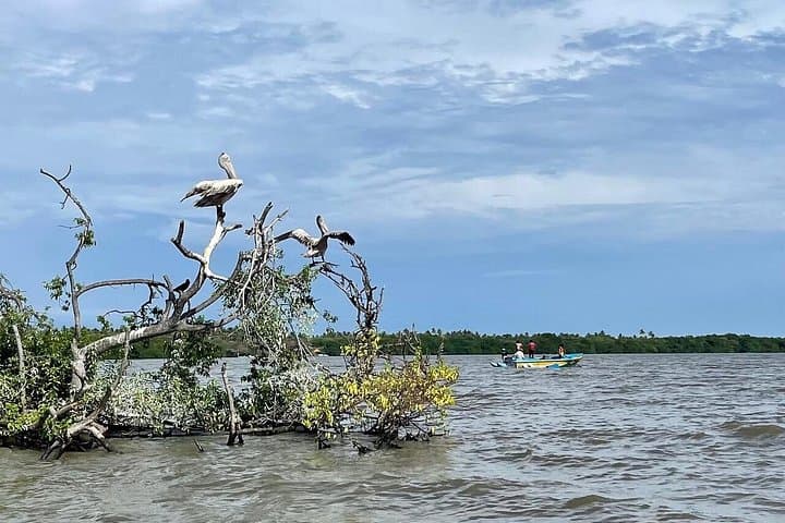 Muthurajawela Bird Watching Day Tour: Marsh Boat Safari from Colombo & Negombo photo 4