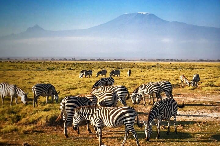 Two-Day Amboseli Safari: Elephants, Mount Kilimanjaro Views & Wildlife Drives photo 4