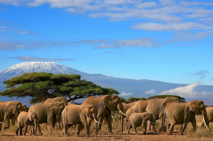 Two-Day Amboseli Safari: Elephants, Mount Kilimanjaro Views & Wildlife Drives photo 2
