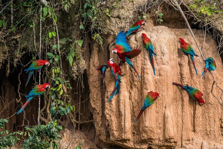 4-Day Pacaya-Samiria Amazon Reserve Expedition from Iquitos