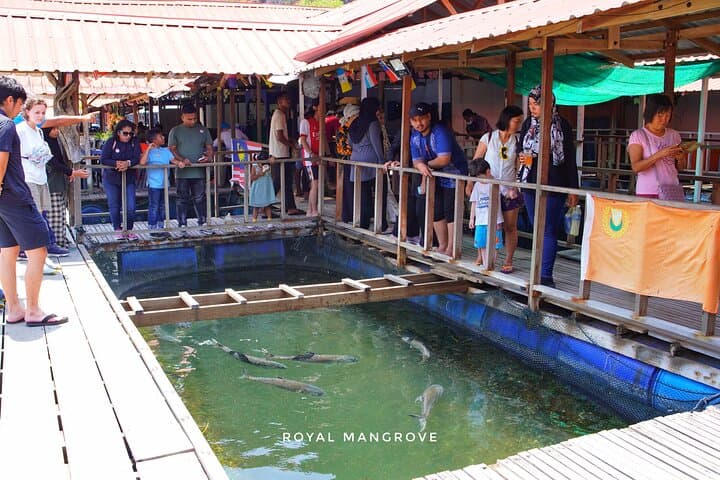 Langkawi Mangrove Boat Tour and Snorkelling at Dangli Island photo 2
