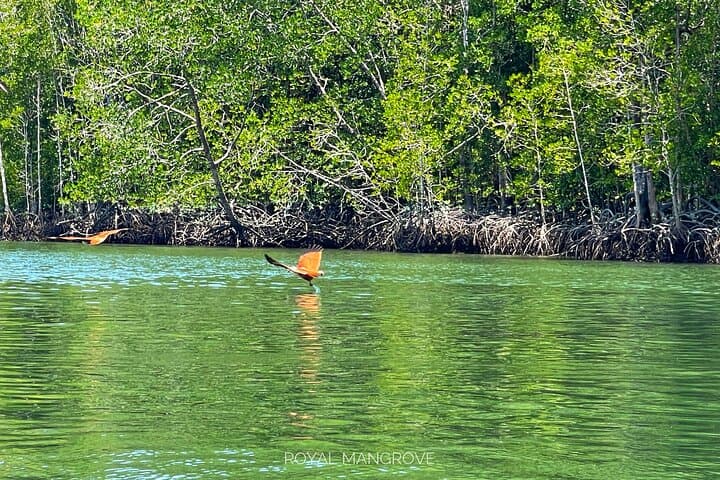 Langkawi Mangrove Boat Tour and Snorkelling at Dangli Island photo 3