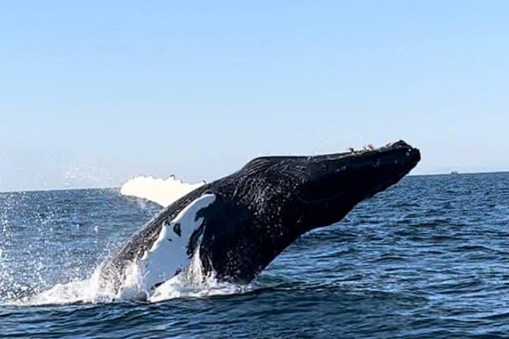 Private RIB Whale-Watching Adventure from Reykjavik — Fast, Close Encounters photo 6