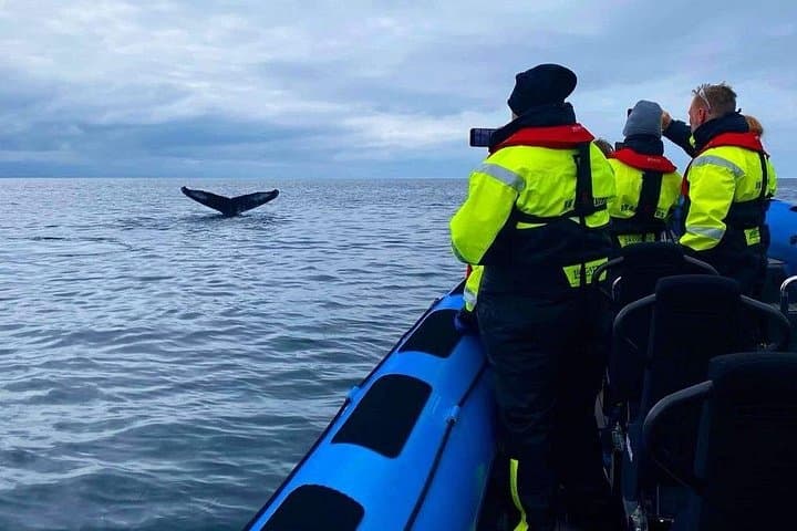 Private RIB Whale-Watching Adventure from Reykjavik — Fast, Close Encounters