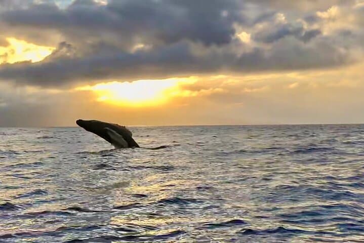 West Maui Sunset Whale Watch: Guaranteed Humpback Encounters & Sunset Cruise photo 5