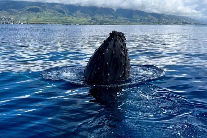 Maui Midday Whale Watch — Lahaina Mid Day Magic Boat Tour photo 6