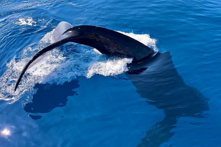Prime Time Maui Whale Watching: 2-Hour Lahaina Humpback Safari photo 5