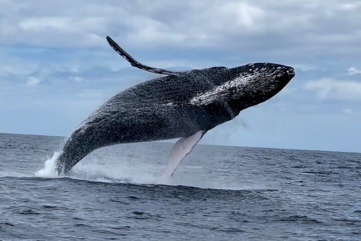 Prime Time Maui Whale Watching: 2-Hour Lahaina Humpback Safari photo 6