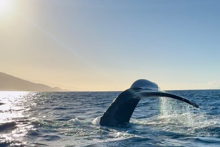 Lahaina Sunrise Whale Watch: 2-Hour Morning Cruise with Hydrophone photo 4