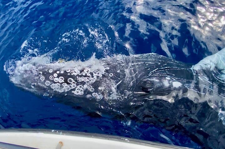 Lahaina Sunrise Whale Watch: 2-Hour Morning Cruise with Hydrophone photo 6