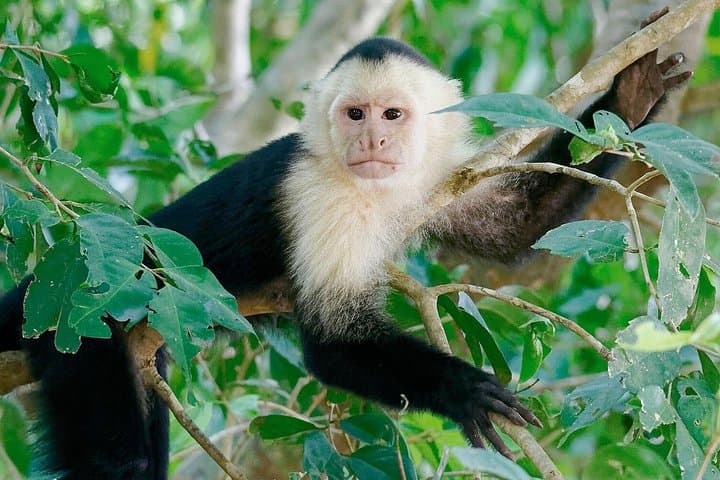 Sandoval Lake: 2-Day Tambopata Jungle Experience from Puerto Maldonado photo 6