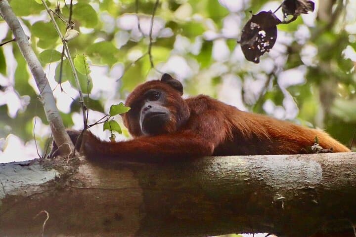Sandoval Lake 3-Day Jungle Adventure from Puerto Maldonado
