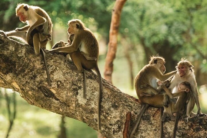 Sandoval Lake 3-Day Jungle Adventure from Puerto Maldonado photo 4