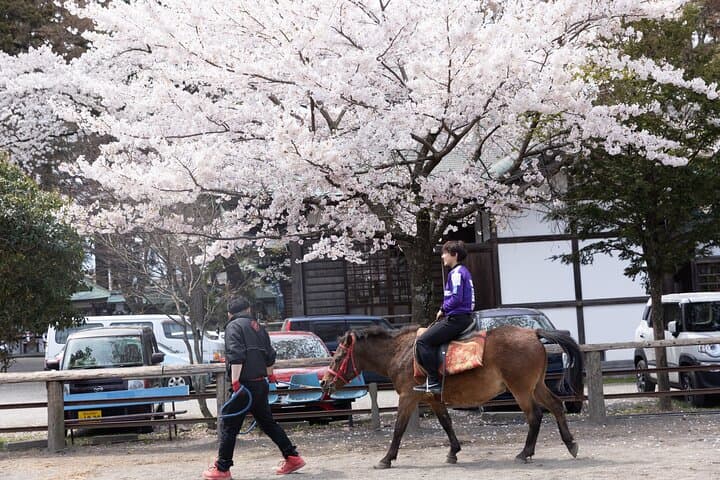 Private Horse Interaction Near Mount Fuji: Feed, Brush & Ride at Omuro Sengen