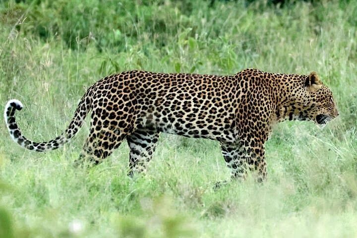 Ultimate 8-Day Kenya Wildlife Safari: Big Five and Great Migration Adventure photo 2