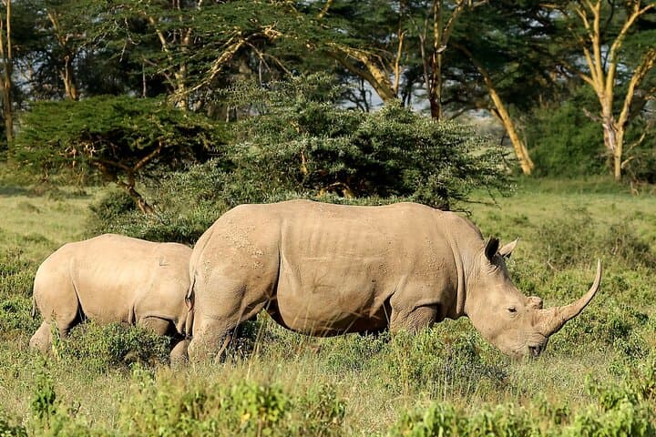 Ultimate 8-Day Kenya Wildlife Safari: Big Five and Great Migration Adventure photo 3