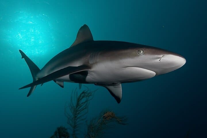 Face-to-Fin Shark Cage Diving in Cape Town's False Bay