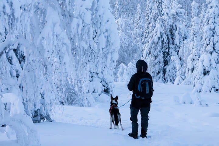 Lapland Wilderness Adventure: Snowshoeing & Aurora Watching in Ylläs photo 2