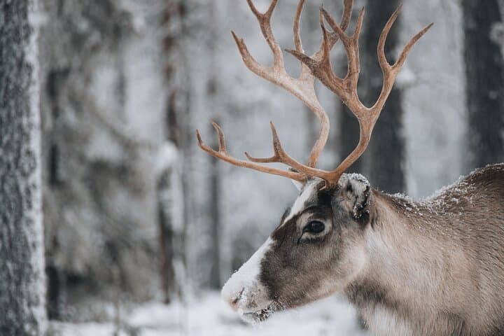 Lapland Wilderness Adventure: Snowshoeing & Aurora Watching in Ylläs photo 5