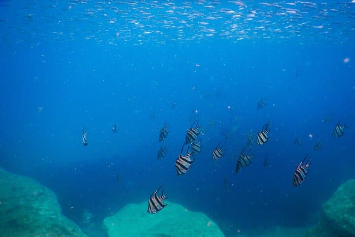 Private Snorkeling Tour in Sydney's Bronte-Coogee Marine Reserve photo 5