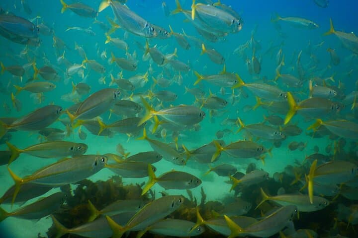 Private Snorkeling Tour in Sydney's Bronte-Coogee Marine Reserve photo 6