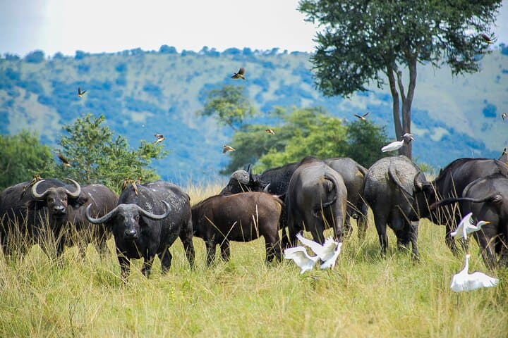 Akagera Full-Day Safari and Sunrise Boat Cruise on Lake Ihema photo 2