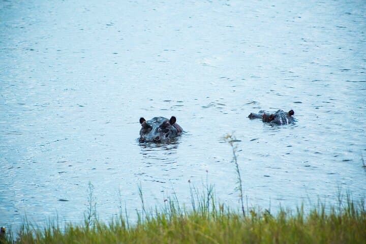 Akagera Full-Day Safari and Sunrise Boat Cruise on Lake Ihema photo 4