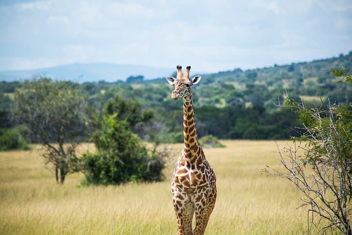Akagera Full-Day Safari and Sunrise Boat Cruise on Lake Ihema photo 5