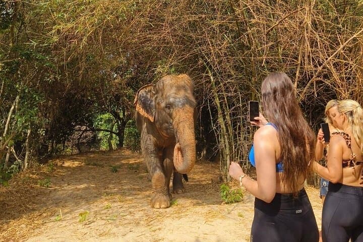 Half-Day Elephant Sanctuary Experience from Siem Reap: Mud Baths, Feeding & Conservation photo 4
