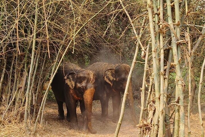 Half-Day Elephant Sanctuary Experience from Siem Reap: Mud Baths, Feeding & Conservation photo 6