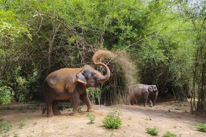 Half-Day Elephant Sanctuary Experience from Siem Reap: Mud Baths, Feeding & Conservation photo 2