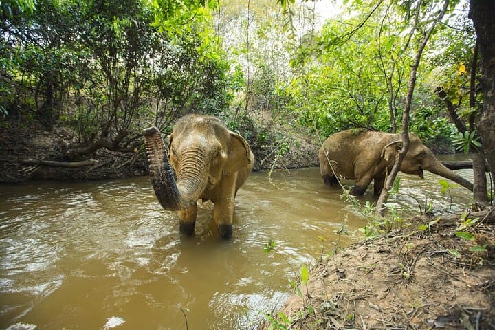 Half-Day Elephant Sanctuary Experience from Siem Reap: Mud Baths, Feeding & Conservation photo 5