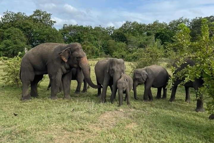 Half-Day Private Safari at Udawalawe National Park — Elephant Encounters & Birding