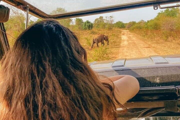 Half-Day Private Safari at Udawalawe National Park — Elephant Encounters & Birding photo 2