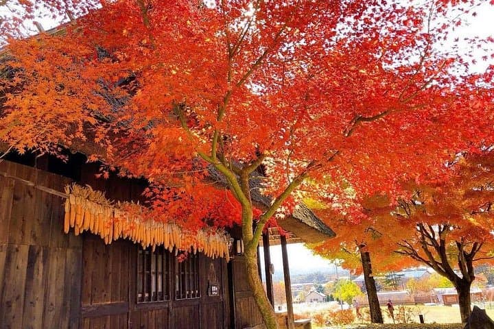 Mount Fuji Day Tour: Saiko Village, Kawaguchiko & Chureito Pagoda photo 3