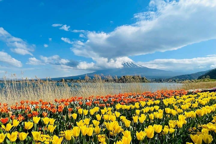 Mount Fuji Day Tour: Saiko Village, Kawaguchiko & Chureito Pagoda photo 2
