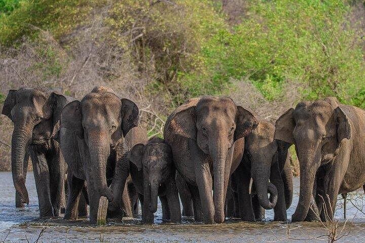 Udawalawe Safari & Elephant Orphanage Tour from Hambantota Port — Daily Jeep Safari Guide photo 3
