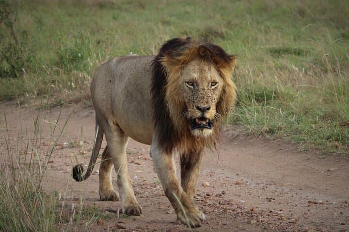 Two-Day Amboseli Safari with Kilimanjaro Views: Wildlife, Elephants & Birding photo 2