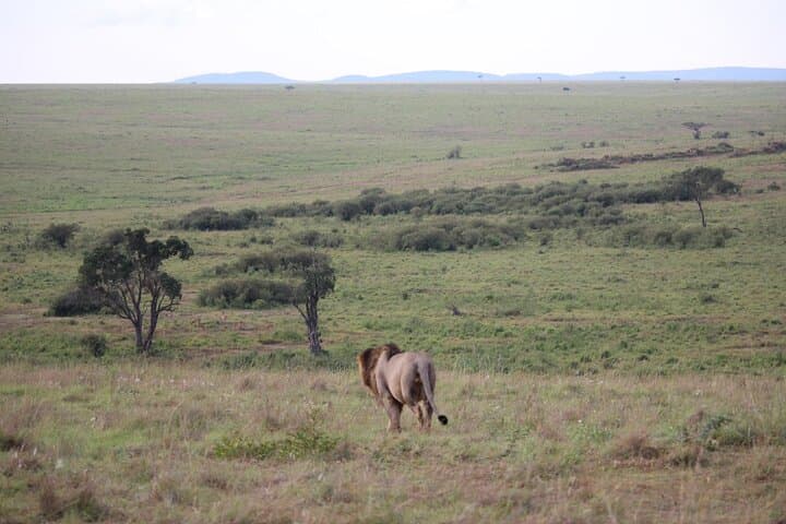 Two-Day Amboseli Safari with Kilimanjaro Views: Wildlife, Elephants & Birding photo 3